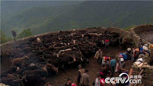 [致富经]百万牦牛财 剪毛剪出来 20180903 