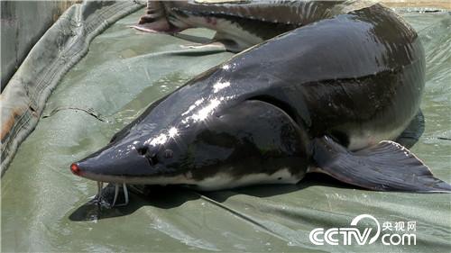 [致富经]带着1000元闯北京 一句话让他巧卖千万 20180904 