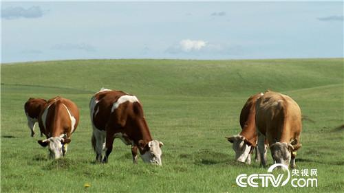 [致富经]神秘坛子为摆地摊小伙带来亿万财 20180910 