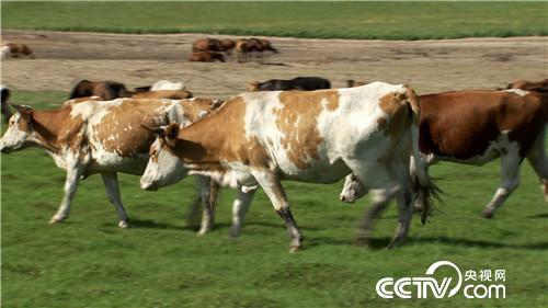 [致富经]神秘坛子为摆地摊小伙带来亿万财 20180910 