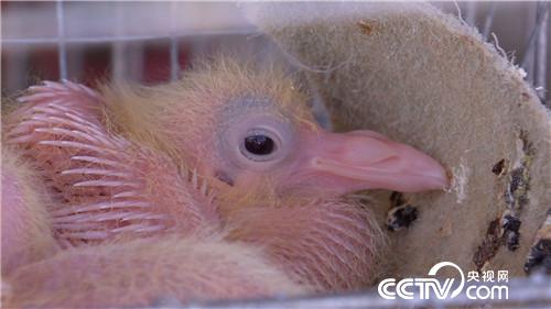 [致富经]被迫接手的赔钱买卖 如何年卖4000万 20180912