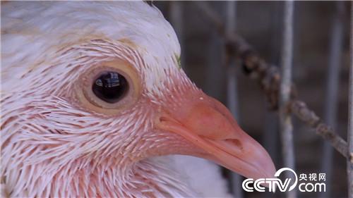 [致富经]被迫接手的赔钱买卖 如何年卖4000万 20180912