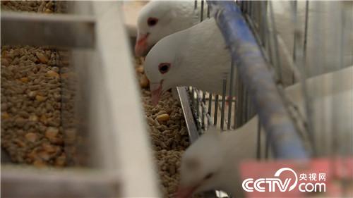 [致富经]被迫接手的赔钱买卖 如何年卖4000万 20180912