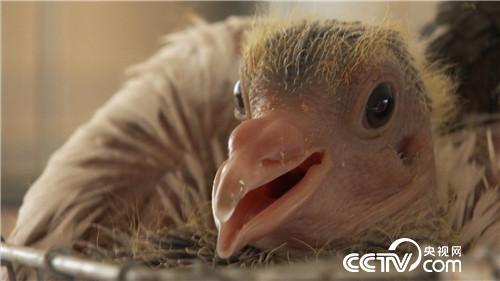 [致富经]被迫接手的赔钱买卖 如何年卖4000万 20180912