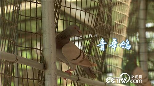 [致富经]被迫接手的赔钱买卖 如何年卖4000万 20180912