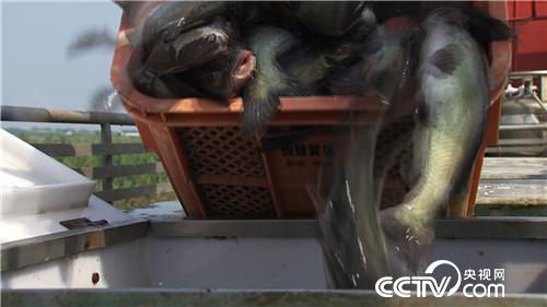 [致富经]二百多名渔民争着跟他养鱼 凭啥？ 20180913 