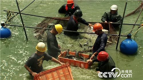 [致富经]二百多名渔民争着跟他养鱼 凭啥？ 20180913 