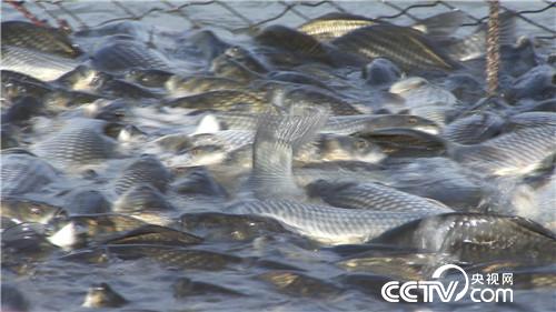 [致富经]二百多名渔民争着跟他养鱼 凭啥？ 20180913 