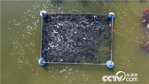 [致富经]二百多名渔民争着跟他养鱼 凭啥？ 20180913 