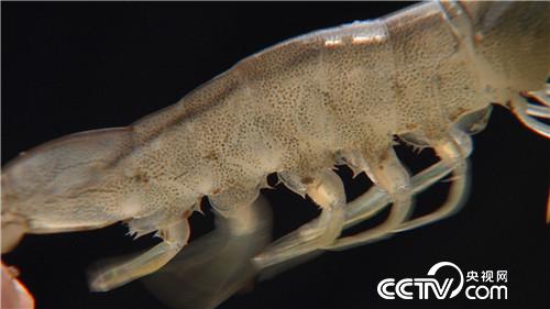 [致富经]憋屈大叔被逼养虾 靠一个字年卖千万 20180918 