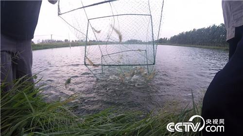 [致富经]憋屈大叔被逼养虾 靠一个字年卖千万 20180918 