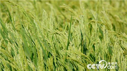 [致富经]父亲写下一个字 孝子种出亿万财 20180919 