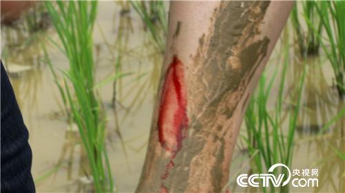 [致富经]父亲写下一个字 孝子种出亿万财 20180919 