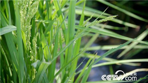 [致富经]父亲写下一个字 孝子种出亿万财 20180919 