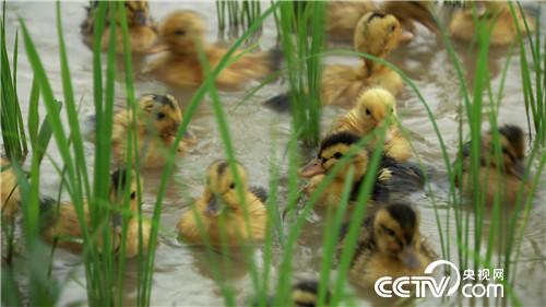 [致富经]父亲写下一个字 孝子种出亿万财 20180919 