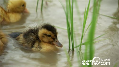 [致富经]父亲写下一个字 孝子种出亿万财 20180919 