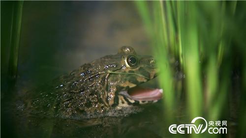 [致富经]父亲写下一个字 孝子种出亿万财 20180919 