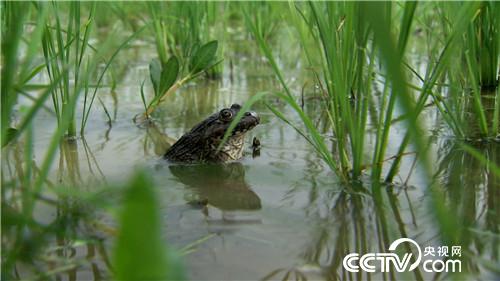 [致富经]父亲写下一个字 孝子种出亿万财 20180919 