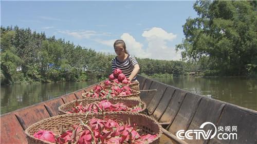 [致富经]三个女人一台戏 稀奇招法卖千万 20180920 
