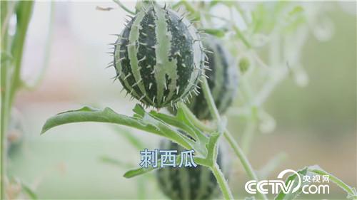 [致富经]三个女人一台戏 稀奇招法卖千万 20180920 