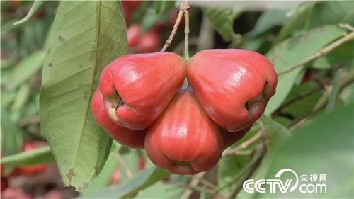 [致富经]三个女人一台戏 稀奇招法卖千万 20180920 