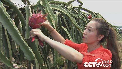 [致富经]三个女人一台戏 稀奇招法卖千万 20180920 