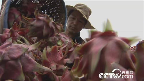 [致富经]三个女人一台戏 稀奇招法卖千万 20180920 