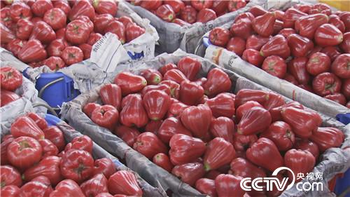 [致富经]三个女人一台戏 稀奇招法卖千万 20180920 