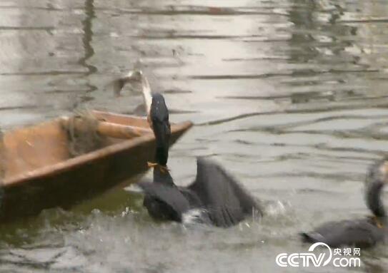 食尚大转盘：玩转乡村-诱惑四川 10月1日