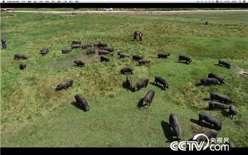 [致富经]父亲的一个梦 女儿靠养黑猪来实现 20181008