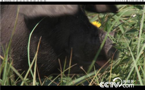 [致富经]父亲的一个梦 女儿靠养黑猪来实现 20181008