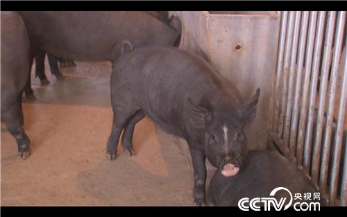 [致富经]父亲的一个梦 女儿靠养黑猪来实现 20181008