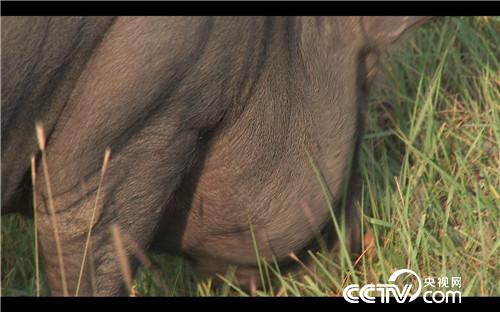 [致富经]父亲的一个梦 女儿靠养黑猪来实现 20181008