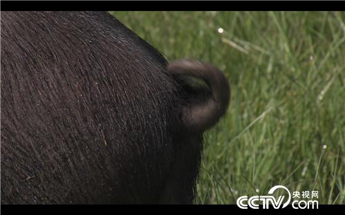 [致富经]父亲的一个梦 女儿靠养黑猪来实现 20181008