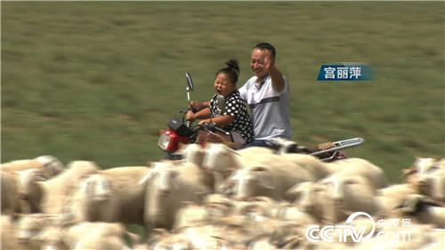 [致富经]上门女婿巧卖羊 一只价值7000元 20181011 