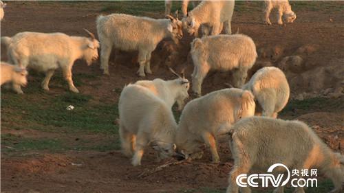 [致富经]上门女婿巧卖羊 一只价值7000元 20181011 