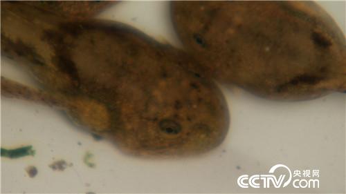 [致富经]四次创业落残疾 只为深山蛙财富 20181012 