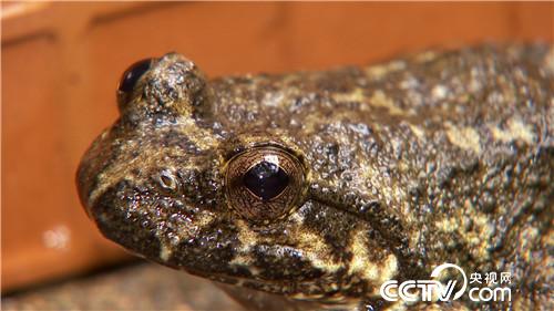 [致富经]四次创业落残疾 只为深山蛙财富 20181012 