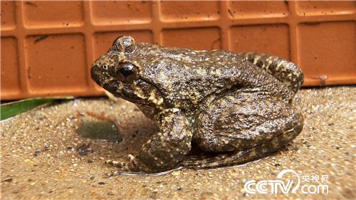 [致富经]四次创业落残疾 只为深山蛙财富 20181012 