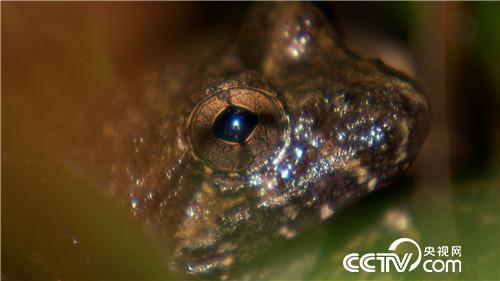 [致富经]四次创业落残疾 只为深山蛙财富 20181012 