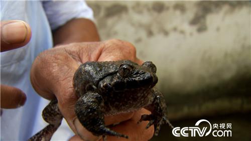 [致富经]四次创业落残疾 只为深山蛙财富 20181012 