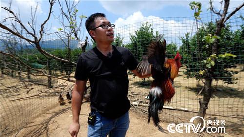 [致富经]笨鸡遇上聪明汉 奇招赚来上千万 20181023 