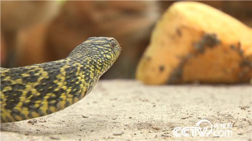 [致富经]父亲一句话 孝子千万财 20181024 