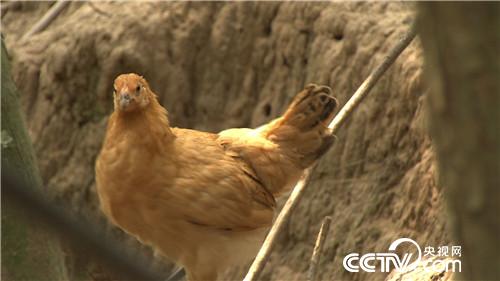 [致富经]父亲一句话 孝子千万财 20181024 