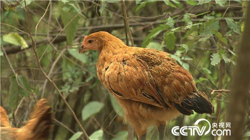 [致富经]父亲一句话 孝子千万财 20181024 