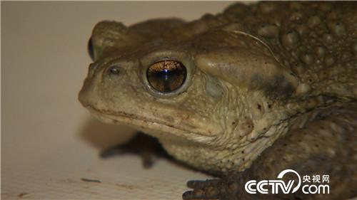 [致富经]父亲一句话 孝子千万财 20181024 