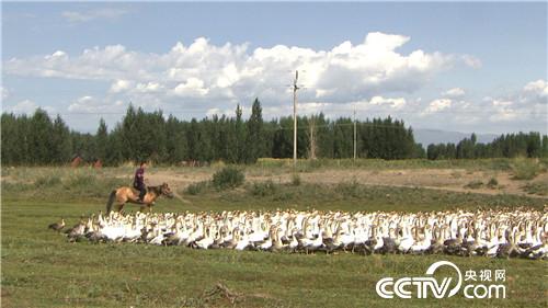 [致富经]骑马放鹅 让财富飞起来 20181029 