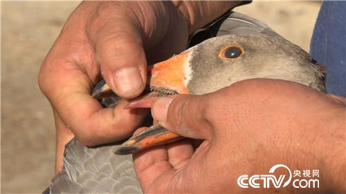 [致富经]骑马放鹅 让财富飞起来 20181029 