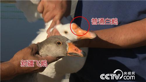 [致富经]骑马放鹅 让财富飞起来 20181029 