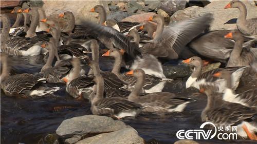 [致富经]骑马放鹅 让财富飞起来 20181029 